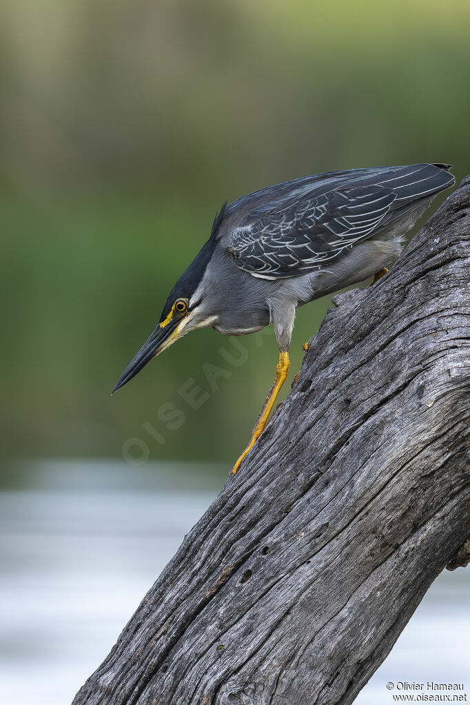 Little Heronadult, habitat