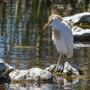 Western Cattle Egret