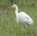 Héron intermédiaire