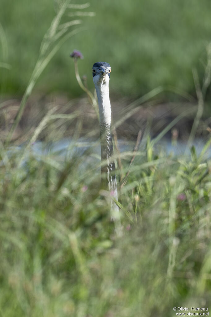Héron mélanocéphaleadulte, habitat