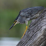 Striated Heron