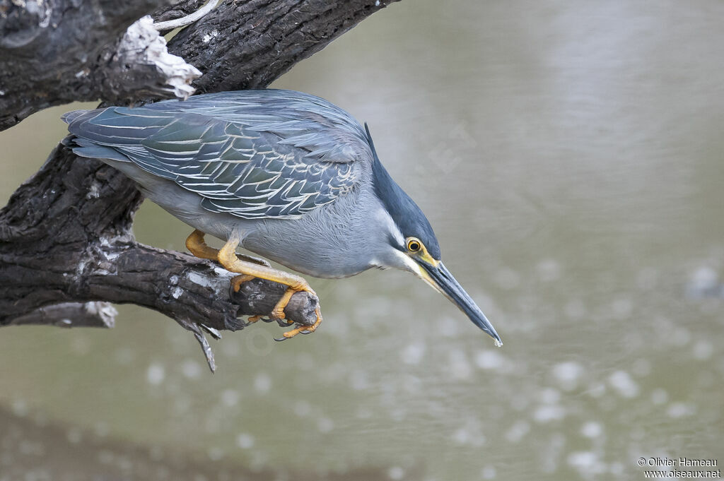Héron striéadulte, pêche/chasse