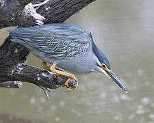 Striated Heron