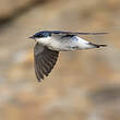 Hirondelle à ailes blanches