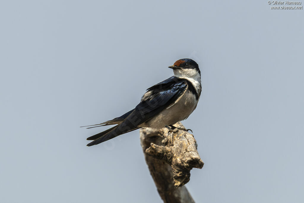 Hirondelle à gorge blanche, identification