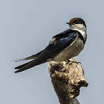 Hirondelle à gorge blanche