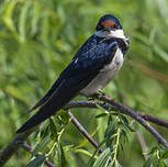 Hirondelle à gorge blanche