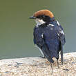 Hirondelle à longs brins
