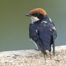 Hirondelle à longs brins
