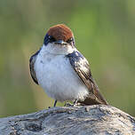 Hirondelle à longs brins