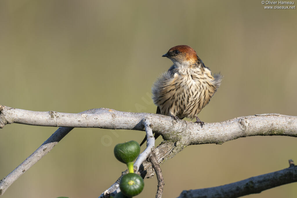 Hirondelle à tête rousse