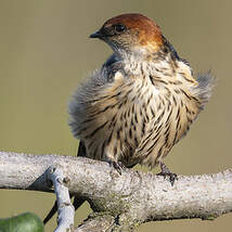 Hirondelle à tête rousse