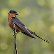 Hirondelle à ventre roux