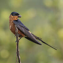 Hirondelle à ventre roux