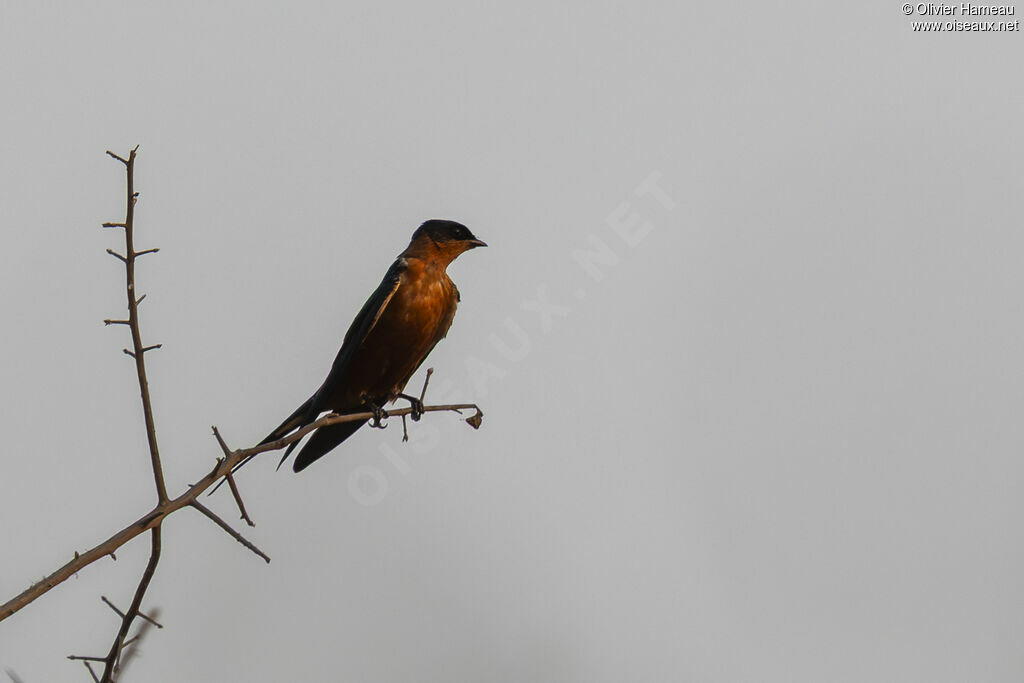 Hirondelle à ventre roux, identification