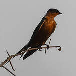 Hirondelle à ventre roux