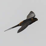 Hirondelle à ventre roux