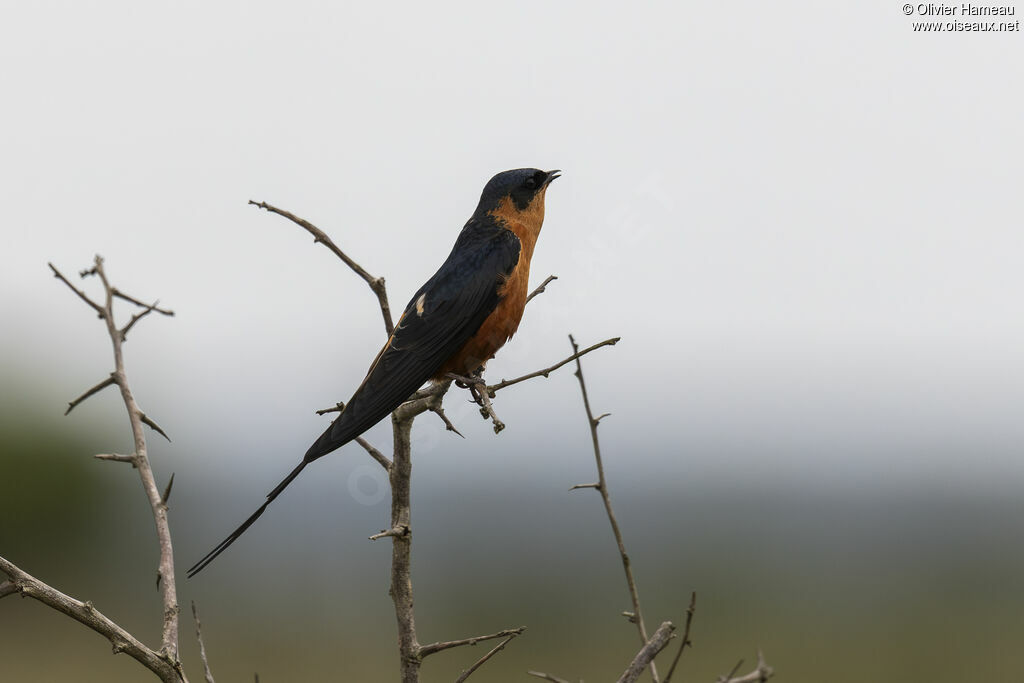 Hirondelle à ventre roux