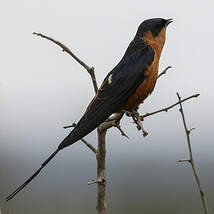 Hirondelle à ventre roux