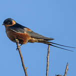 Hirondelle à ventre roux