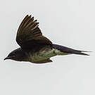 Hirondelle chalybée