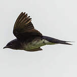 Hirondelle chalybée