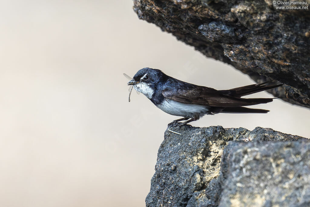 Hirondelle des torrents