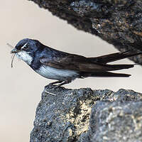 Hirondelle des torrents