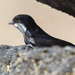 Hirondelle des torrents