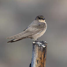 Hirondelle isabelline