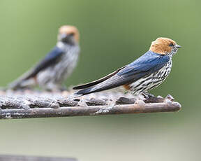 Hirondelle striée