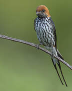 Hirondelle striée