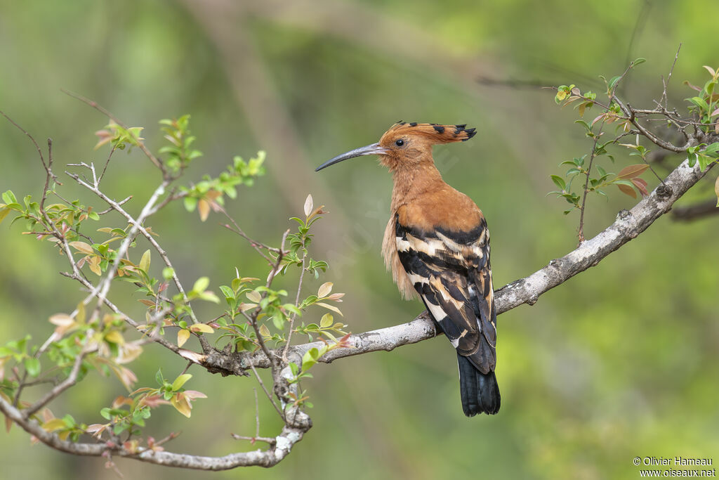 Huppe d'Afriqueadulte, habitat