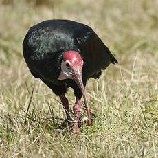 Ibis du Cap