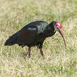 Ibis du Cap