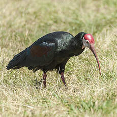 Ibis du Cap