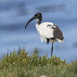 Ibis du Cap