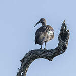 Ibis hagedash
