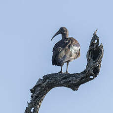 Ibis hagedash