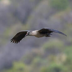 Ibis hagedash