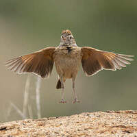 Alouette à nuque rousse