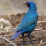 Choucador à oreillons bleus