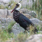 Cigogne à pattes noires