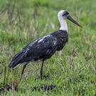 Cigogne à pattes noires