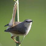 Prinia modeste