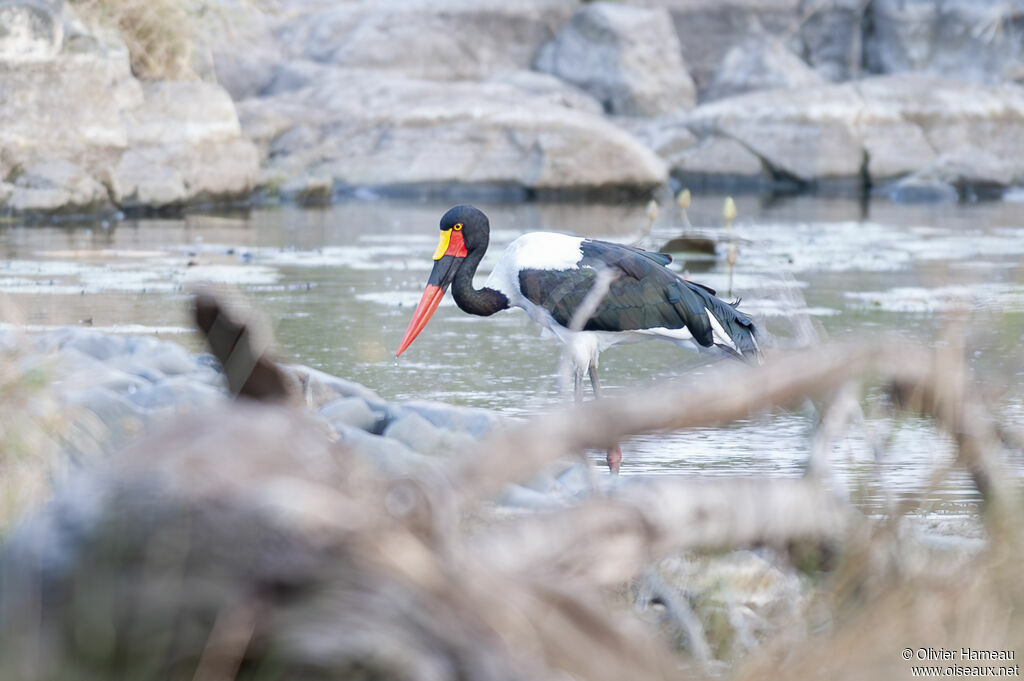 Saddle-billed Stork female adult, habitat