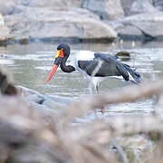 Jabiru d'Afrique