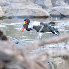 Jabiru d'Afrique