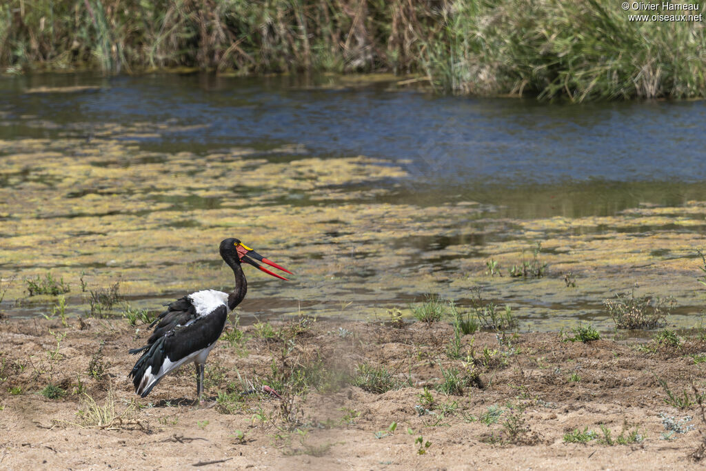 Jabiru d'Afrique femelle, habitat