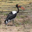 Jabiru d'Afrique